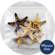 8521-P8 - Craft Pack - Venus Starfish